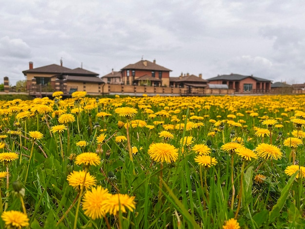 Foto um campo de dente-de-leão no fundo de uma aldeia suburbana o conceito de construção venda de casas acabadas desenvolvimento