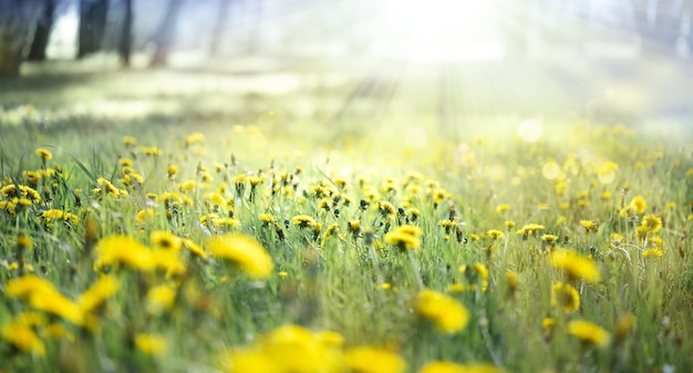 Um campo de dentes-de-leão amarelos em um prado e a luz do sol