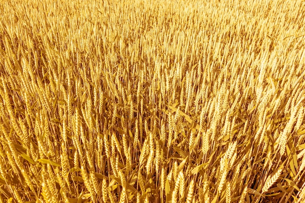 Um campo de espigas de trigo maduras em fundo natural de cor dourada