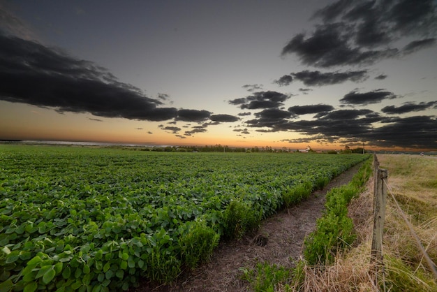 Um campo de fazenda com um pôr do sol ao fundo