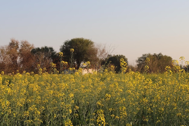 Um campo de flores amarelas com a palavra canola à esquerda