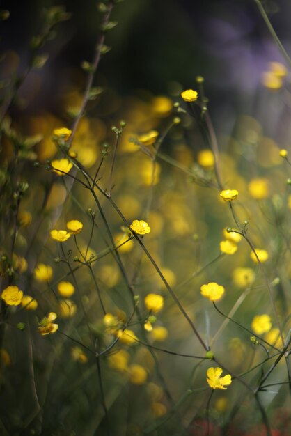 Um campo de flores amarelas com a palavra "on it"