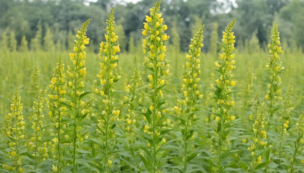 Foto um campo de flores amarelas com as palavras flor selvagem no topo