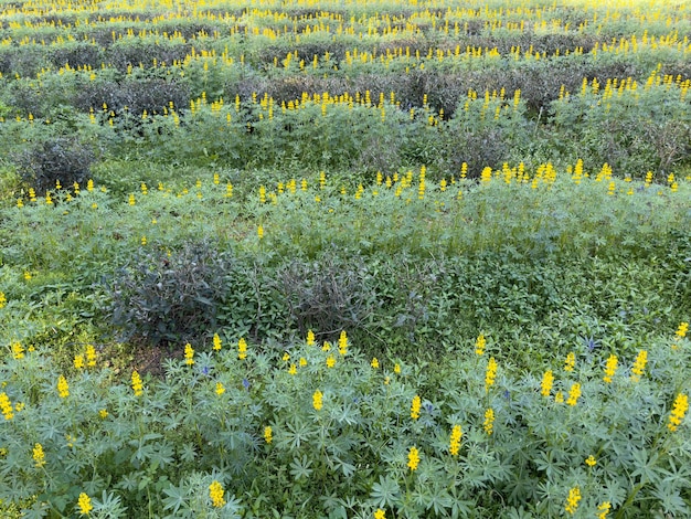 Um campo de flores amarelas com folhagem verde e roxa