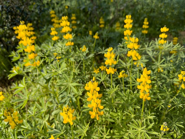 Um campo de flores amarelas com folhas verdes e flores amarelas