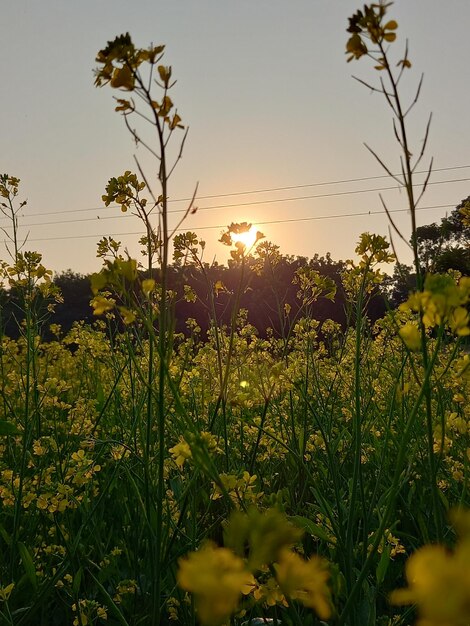 Foto um campo de flores amarelas com o sol brilhando por entre as nuvens