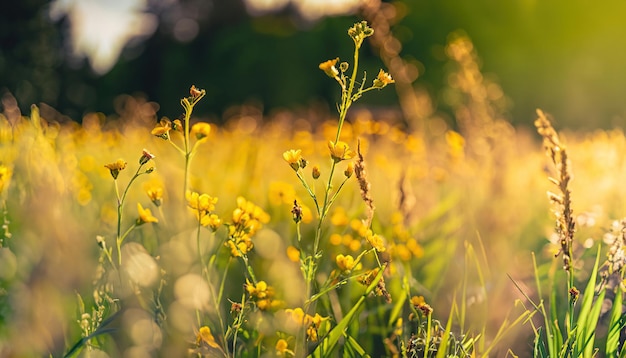 Um campo de flores amarelas com o sol se pondo atrás dele