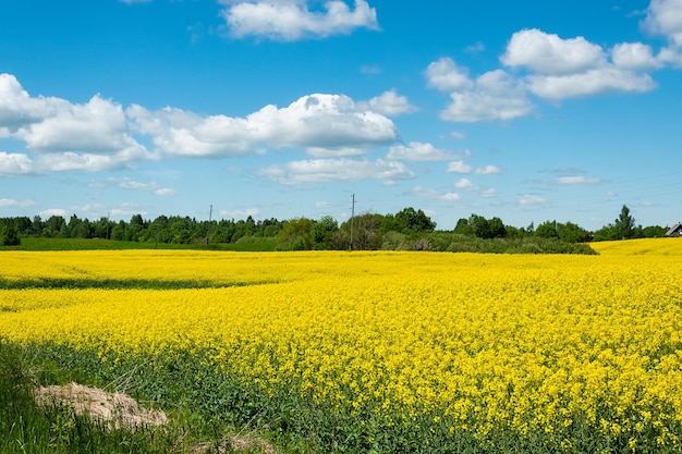 Um campo de flores amarelas com um céu azul ao fundo