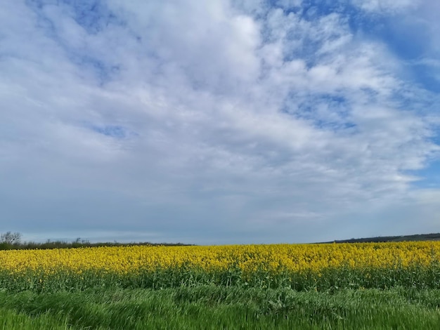 Um campo de flores amarelas com um céu azul ao fundo