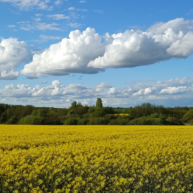 Um campo de flores amarelas com um céu azul e nuvens