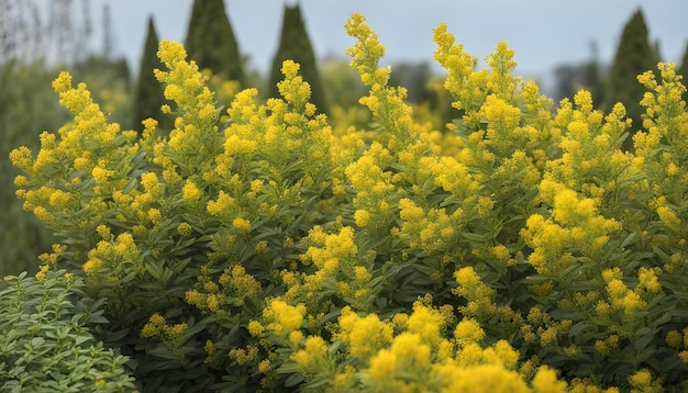 Foto um campo de flores amarelas com um fundo verde