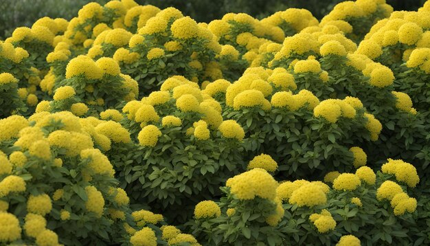 Foto um campo de flores amarelas com um fundo verde