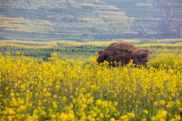 Um campo de flores amarelas com um grande monte de terra no meio.