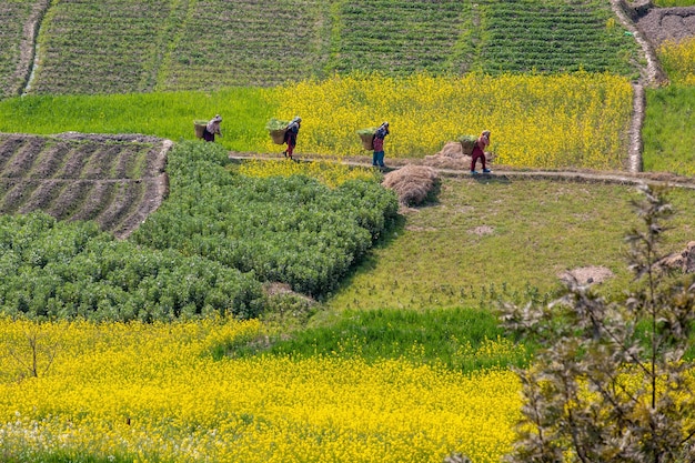 Um campo de flores amarelas com um monte de feno à esquerda e algumas pessoas à direita.