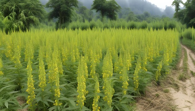 um campo de flores amarelas com uma montanha ao fundo