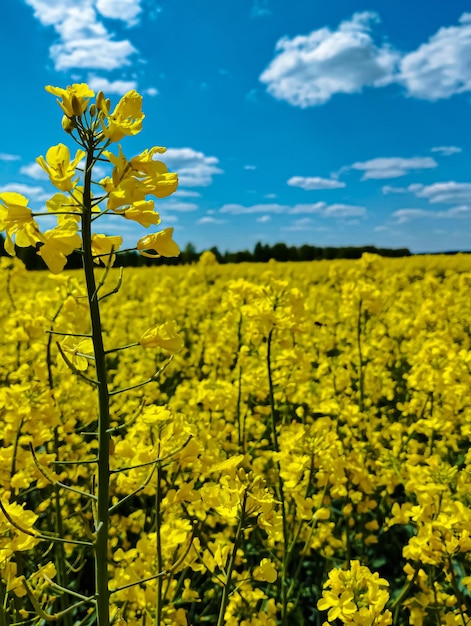 Foto um campo de flores amarelas de canola com um céu azul ao fundo.