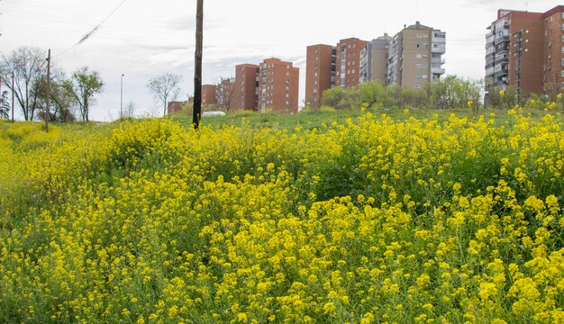 Um campo de flores amarelas em frente a um prédio