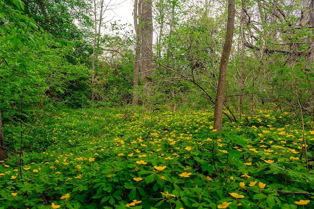 Um campo de flores amarelas na floresta