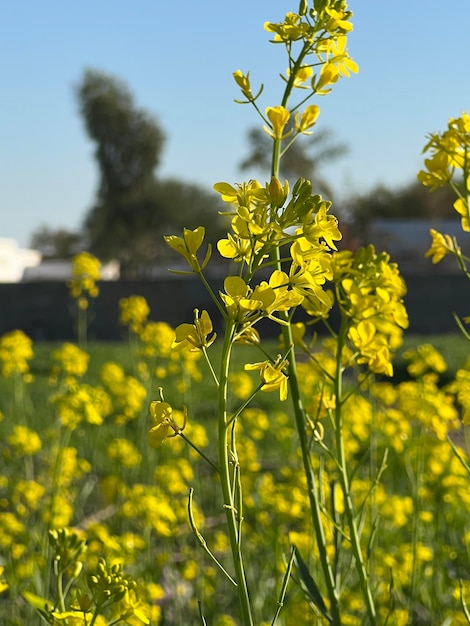 Um campo de flores amarelas na zona rural da Califórnia.