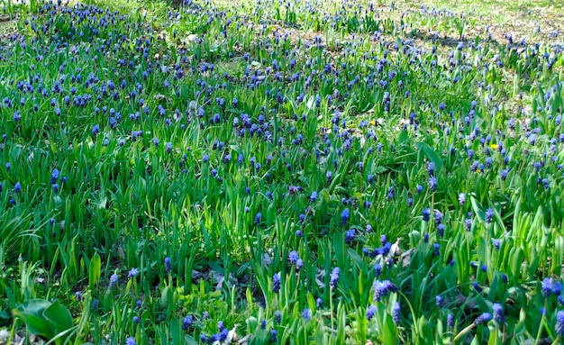 Um campo de flores azuis na primavera