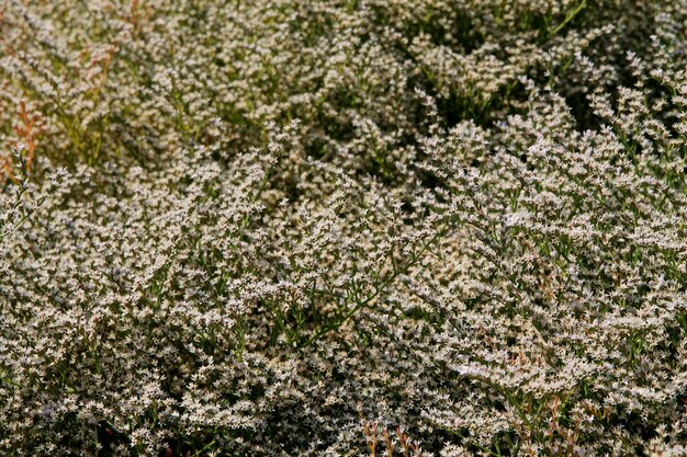 Um campo de flores brancas com a palavra "pequeno" no topo.