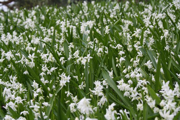 um campo de flores brancas que tem a palavra lírio nele