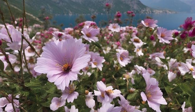 um campo de flores com montanhas ao fundo