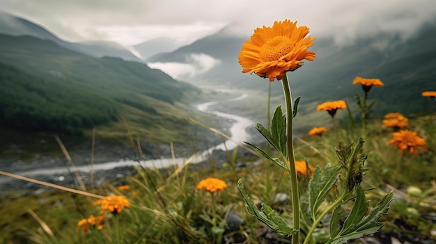 Um campo de flores com um rio ao fundo