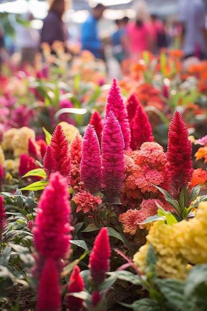 Um campo de flores de celosia coloridas em flor