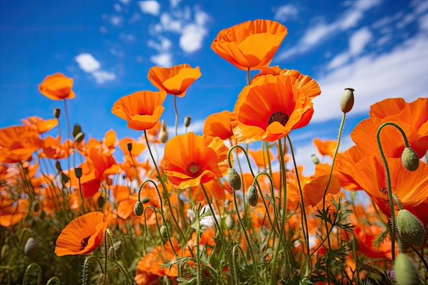 Um campo de flores de laranjeira