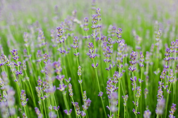 Um campo de flores de lavanda