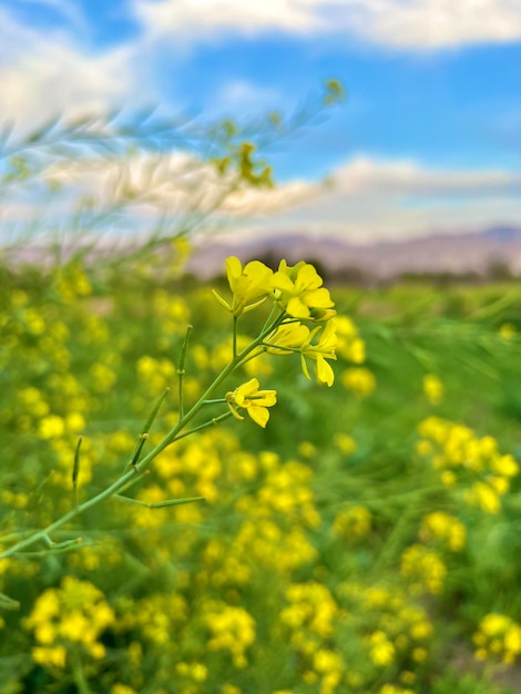 Um campo de flores de mostarda na primavera.