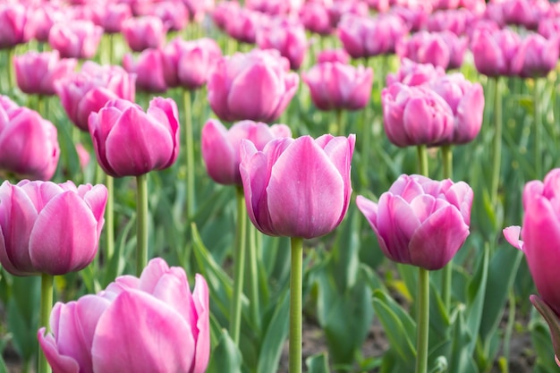 Um campo de flores de primavera de tulipas cor de rosa