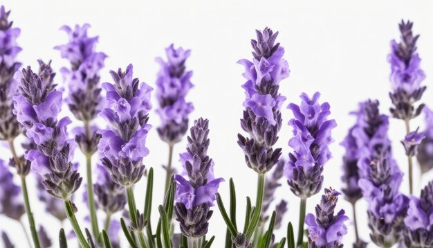 Um campo de flores roxas com folhas verdes