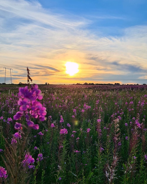 Um campo de flores roxas com o sol se pondo atrás dele