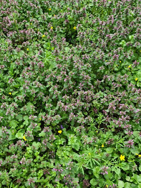 Um campo de flores roxas com uma flor amarela no meio.