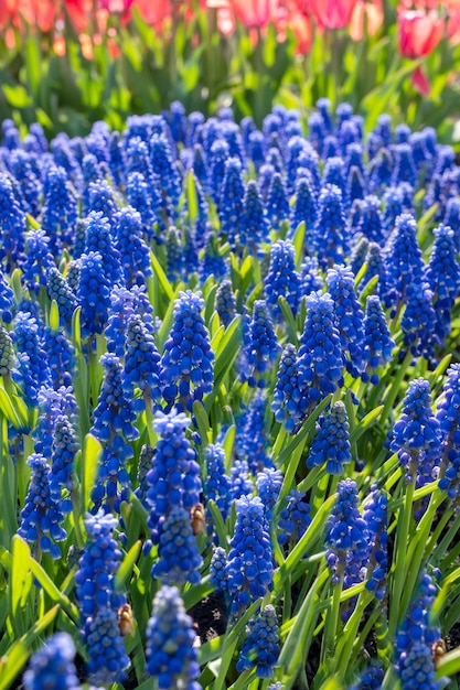 Um campo de flores roxas flores da primavera