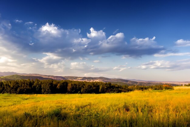 um campo de flores silvestres amarelas com um céu azul e árvores no fundo