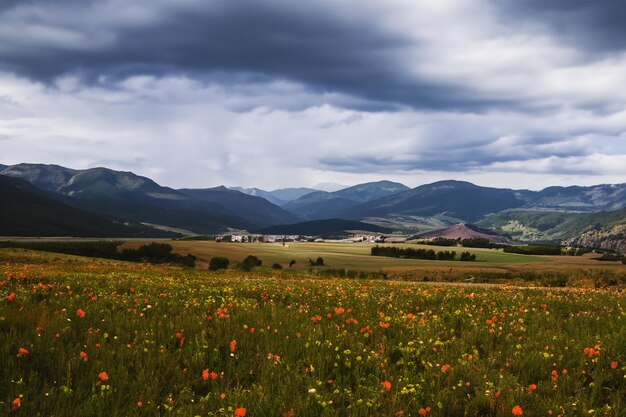 um campo de flores silvestres com montanhas ao fundo