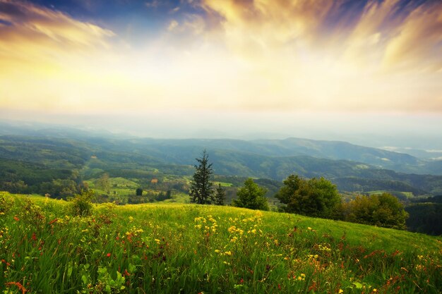 Foto um campo de flores silvestres com um fundo de céu