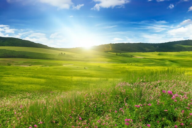 Foto um campo de flores silvestres com um fundo de céu