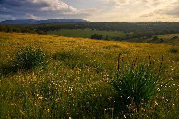 Um campo de flores silvestres nas montanhas