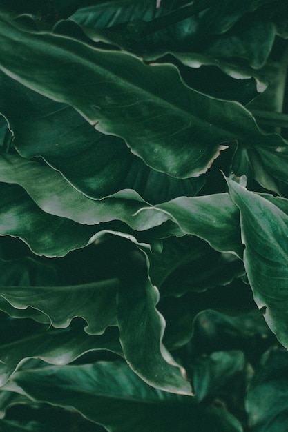 um campo de folhas verdes com as palavras "não".