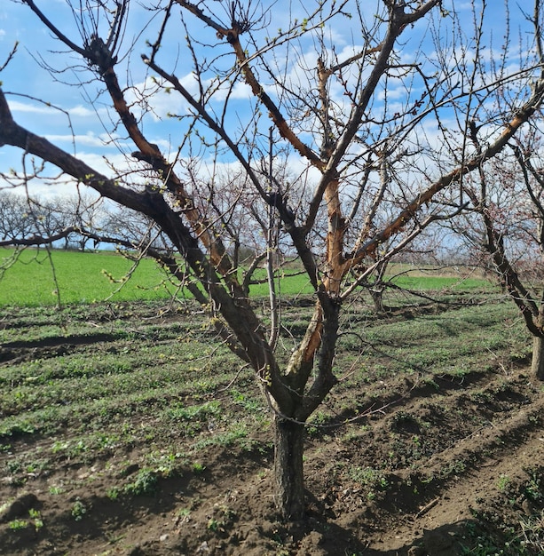 Um campo de frutas com um campo ao fundo e um céu azul.