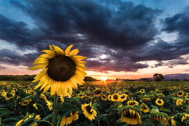 Um campo de girassóis ao pôr do sol