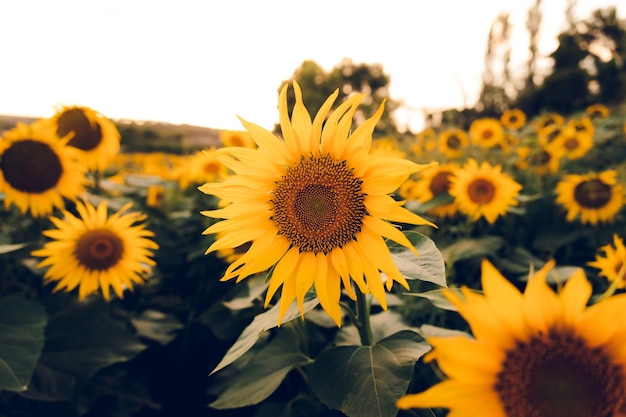 Um campo de girassóis com centro amarelo