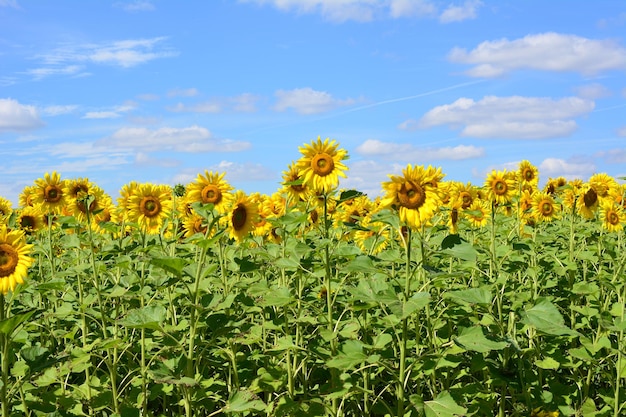 Foto um campo de girassóis com um céu azul e nuvens ao fundo