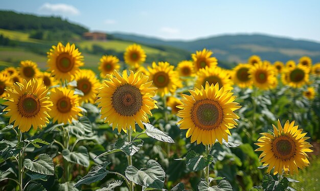 um campo de girassóis com um fundo de céu