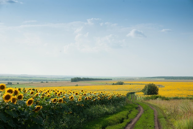 um campo de girassóis e uma estrada que se estende ao longe no verão