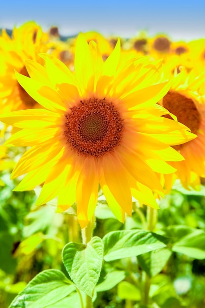 Um campo de girassóis em flor contra um céu colorido